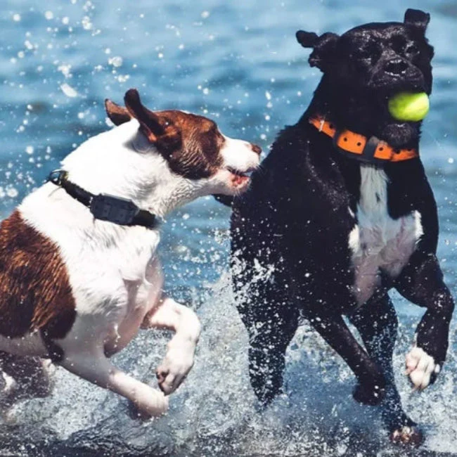 Waterdicht Elektronisch Anti-Blaffen Halsband voor Honden – Afstandsbediening met een groot bereik - Afbeelding 2