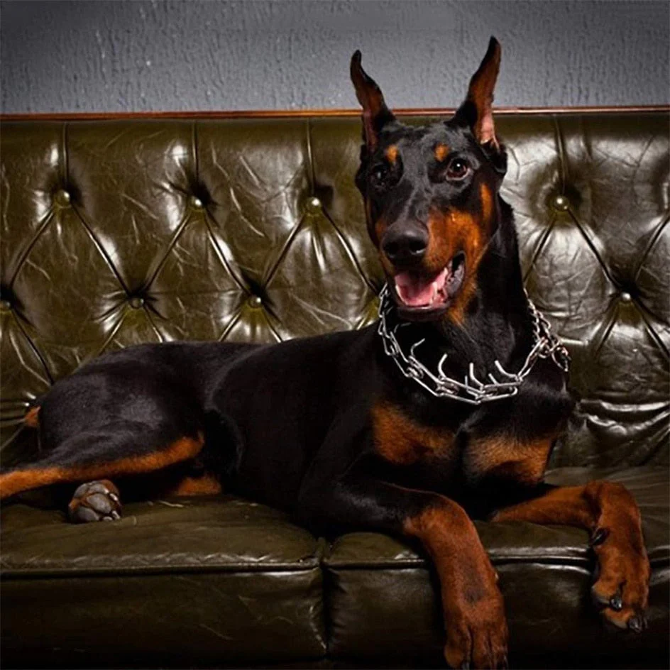 Hond Pincher Halsband – Stijl B